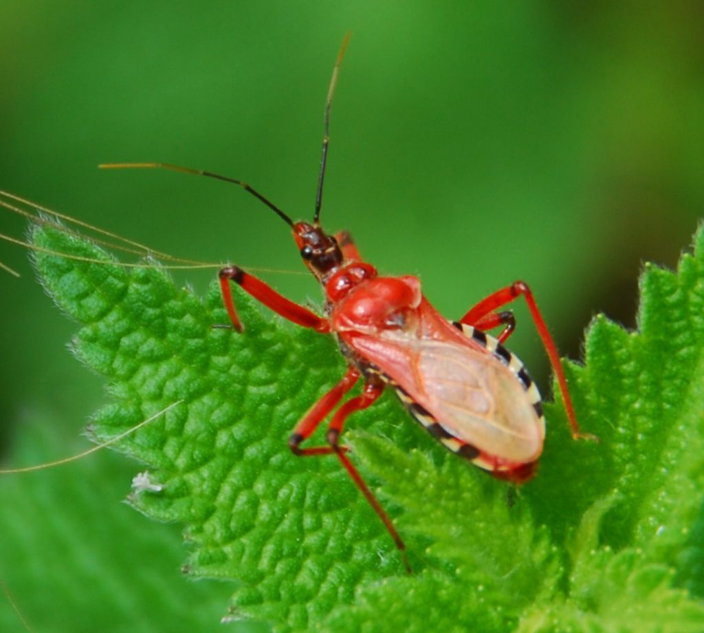 Reduviidae: Rhynocoris punctiventris della Romania